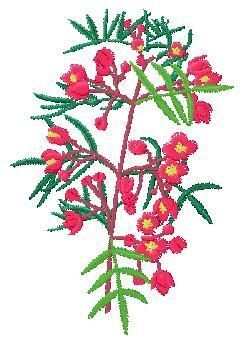 Australian Flowers (30 designs) by Outback Embroidery - Download ...