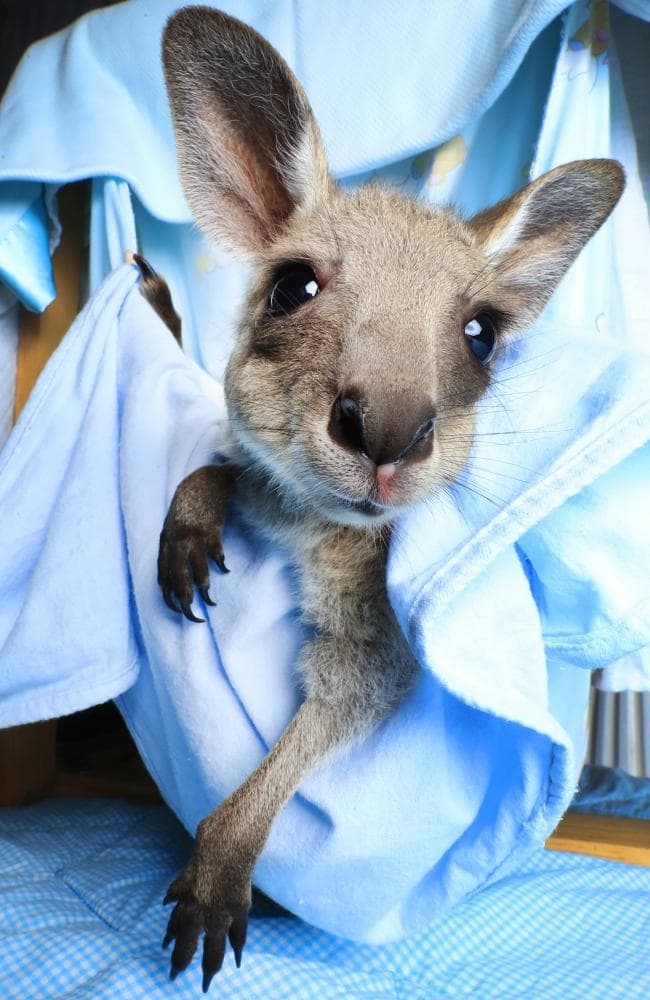 Kangaroo Transport Bags