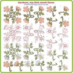Hawthorn May Birth Month Flower USA by Lindee Goodall