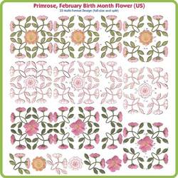 Primrose February Birth Month Flower USA by Lindee Goodall