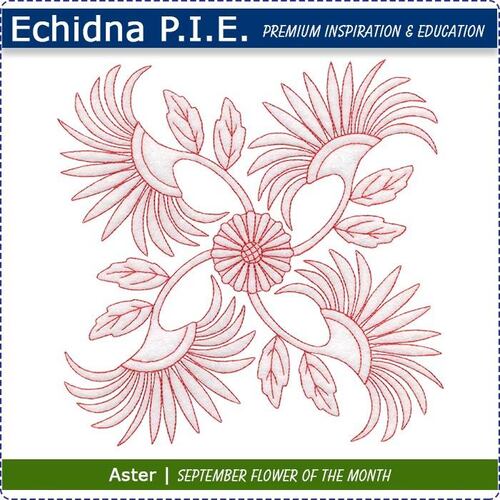 Echidna P.I.E. Aster September Birth Month Flower