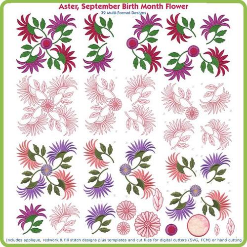Aster September Birth Month Flower by Lindee Goodall