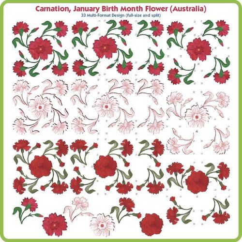 Carnation January Birth Month Flower by Lindee Goodall