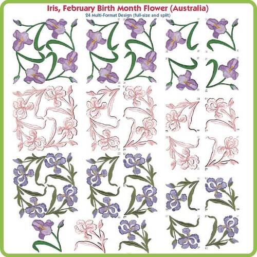 Iris February Birth Month Flower by Lindee Goodall
