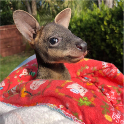 Wildlife Pouches main image
