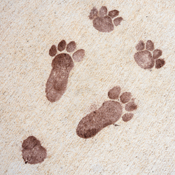 Easter Bunny Footprint Stencil main image